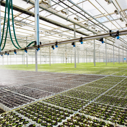 Cultivation Practice